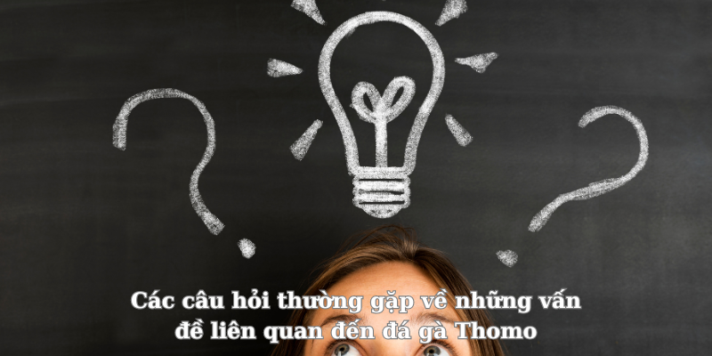 Các câu hỏi thường gặp về những vấn đề liên quan đến đá gà Thomo